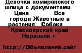 Девочки помиранского шпица с документами › Цена ­ 23 000 - Все города Животные и растения » Собаки   . Красноярский край,Норильск г.